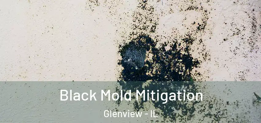  Black Mold Mitigation Glenview - IL