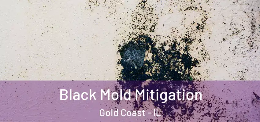Black Mold Mitigation Gold Coast - IL