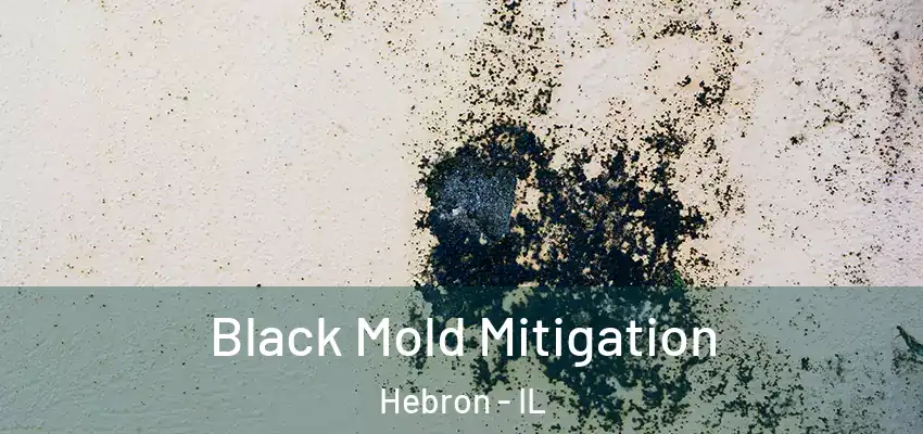  Black Mold Mitigation Hebron - IL