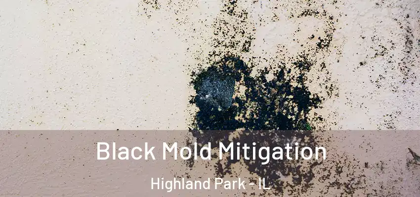 Black Mold Mitigation Highland Park - IL