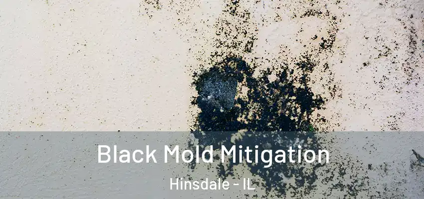 Black Mold Mitigation Hinsdale - IL