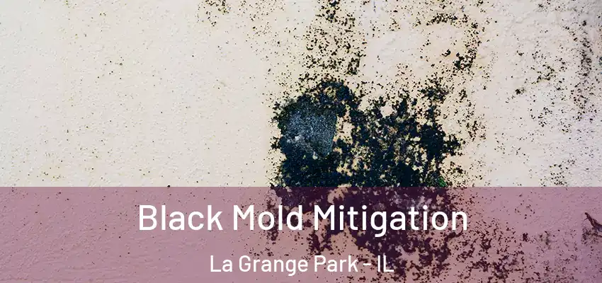 Black Mold Mitigation La Grange Park - IL