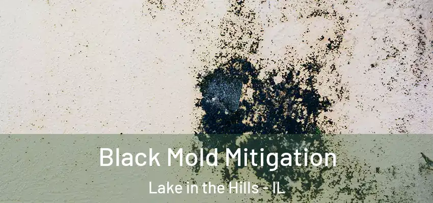 Black Mold Mitigation Lake in the Hills - IL