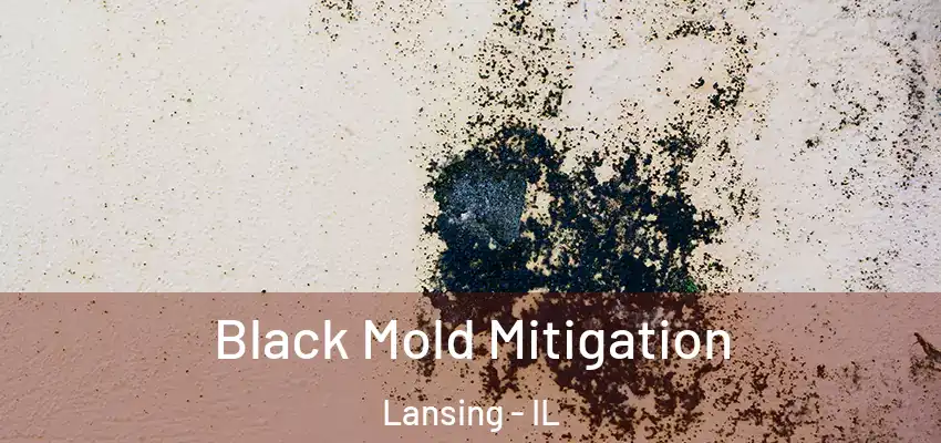  Black Mold Mitigation Lansing - IL