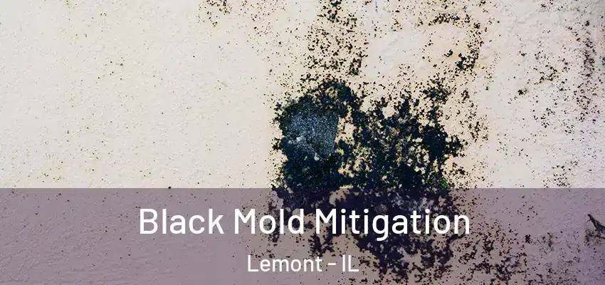 Black Mold Mitigation Lemont - IL