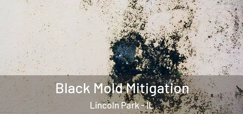  Black Mold Mitigation Lincoln Park - IL