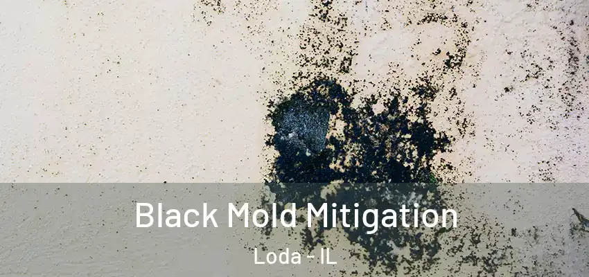  Black Mold Mitigation Loda - IL
