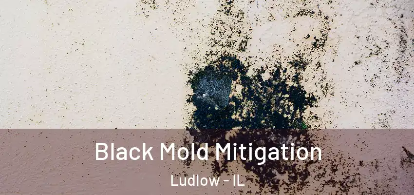  Black Mold Mitigation Ludlow - IL