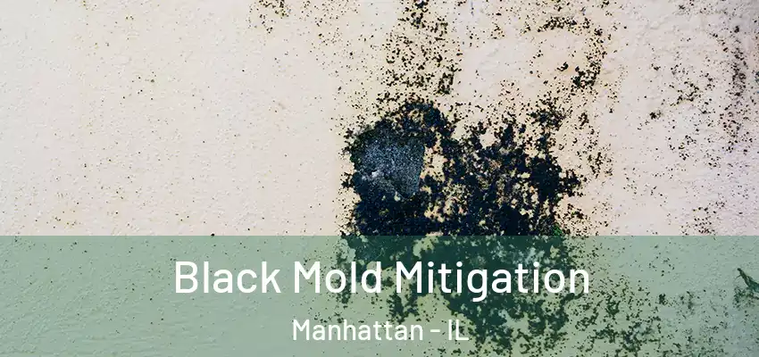  Black Mold Mitigation Manhattan - IL