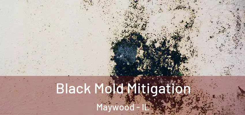 Black Mold Mitigation Maywood - IL
