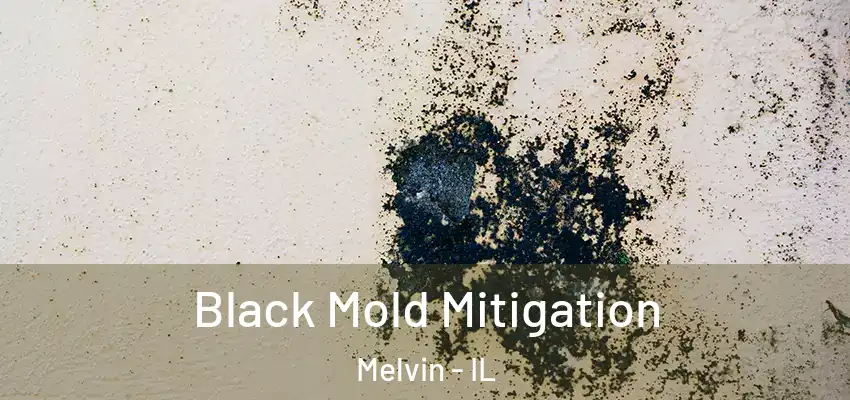  Black Mold Mitigation Melvin - IL