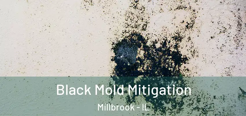  Black Mold Mitigation Millbrook - IL