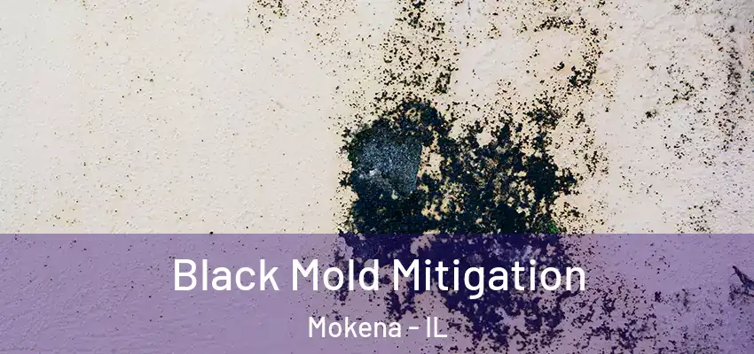  Black Mold Mitigation Mokena - IL