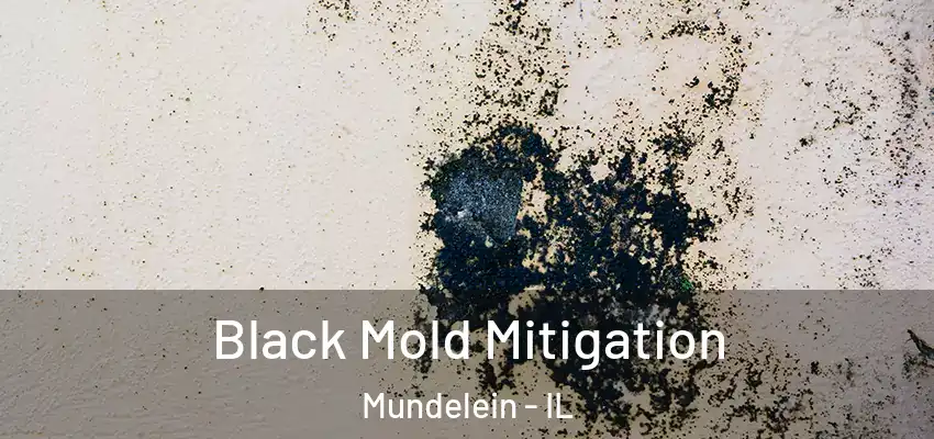 Black Mold Mitigation Mundelein - IL