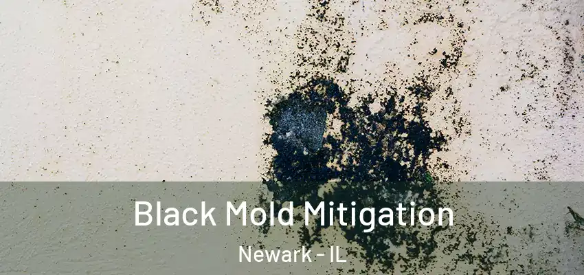  Black Mold Mitigation Newark - IL