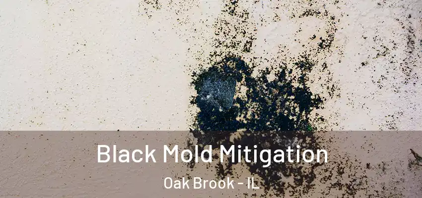  Black Mold Mitigation Oak Brook - IL