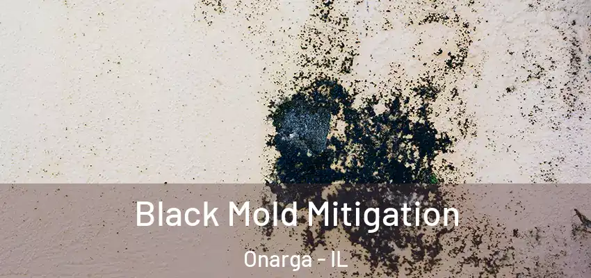  Black Mold Mitigation Onarga - IL