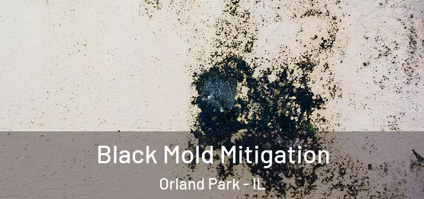 Black Mold Mitigation Orland Park - IL