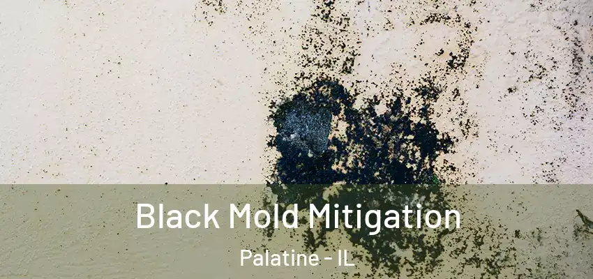 Black Mold Mitigation Palatine - IL