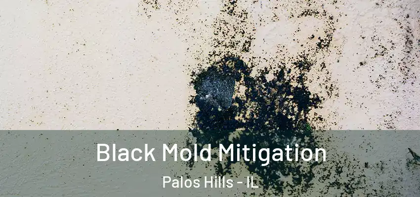 Black Mold Mitigation Palos Hills - IL