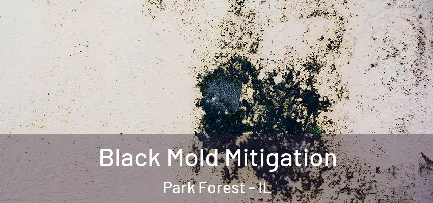 Black Mold Mitigation Park Forest - IL