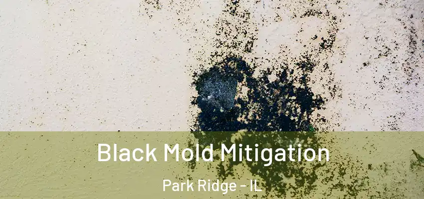  Black Mold Mitigation Park Ridge - IL
