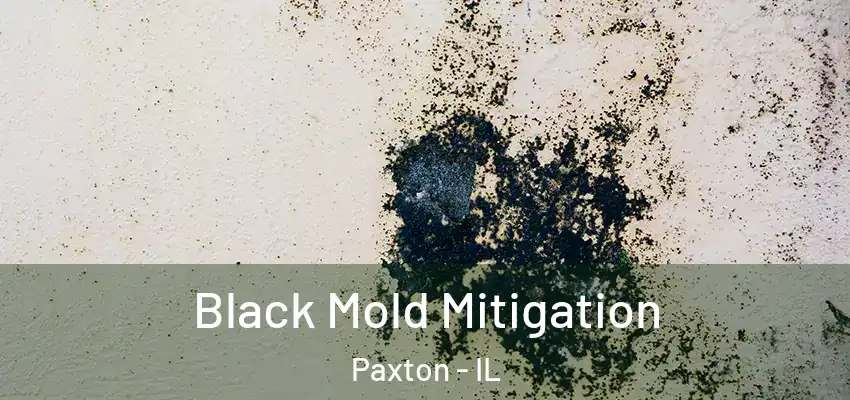 Black Mold Mitigation Paxton - IL
