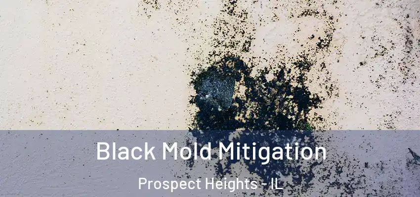Black Mold Mitigation Prospect Heights - IL