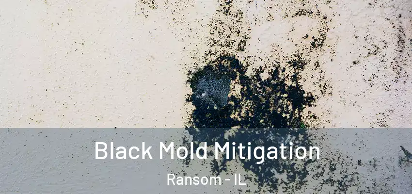  Black Mold Mitigation Ransom - IL