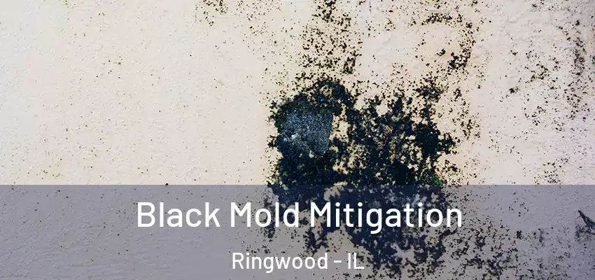  Black Mold Mitigation Ringwood - IL