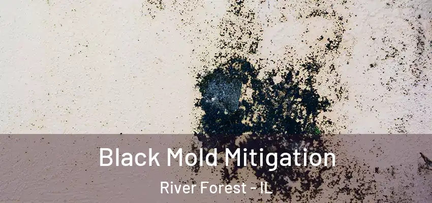  Black Mold Mitigation River Forest - IL