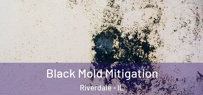 Black Mold Mitigation Riverdale - IL