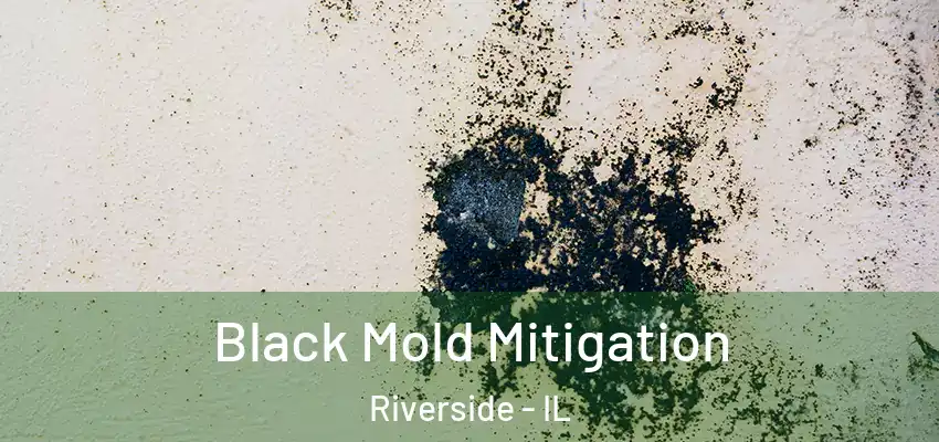  Black Mold Mitigation Riverside - IL