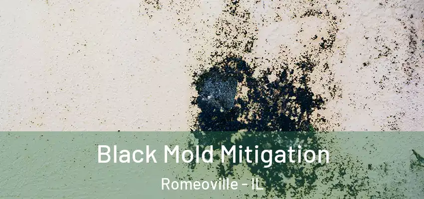 Black Mold Mitigation Romeoville - IL