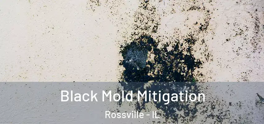  Black Mold Mitigation Rossville - IL
