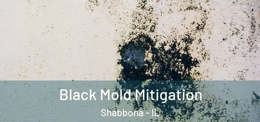  Black Mold Mitigation Shabbona - IL
