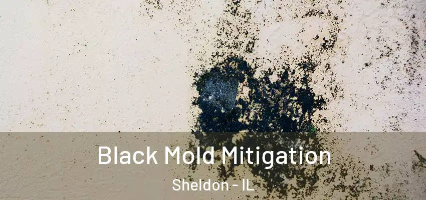  Black Mold Mitigation Sheldon - IL