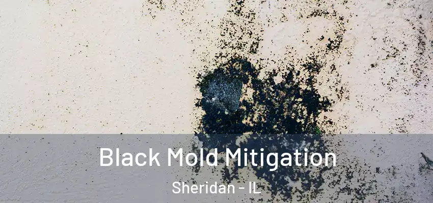 Black Mold Mitigation Sheridan - IL