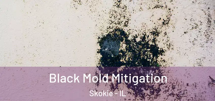 Black Mold Mitigation Skokie - IL