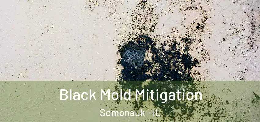Black Mold Mitigation Somonauk - IL