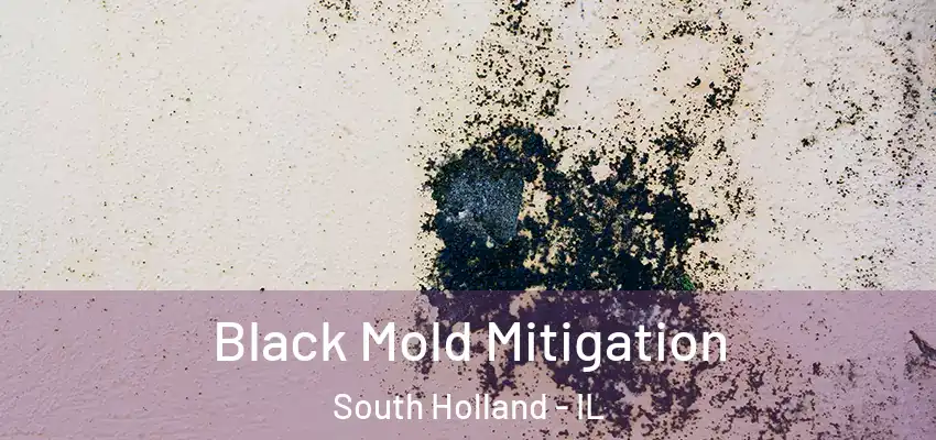 Black Mold Mitigation South Holland - IL