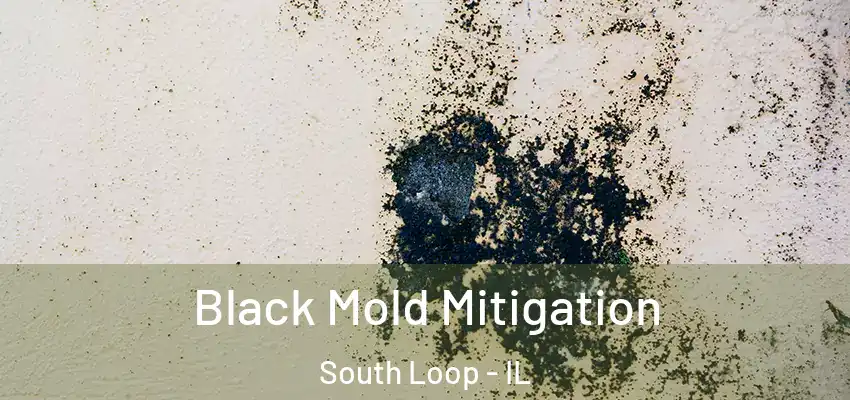  Black Mold Mitigation South Loop - IL