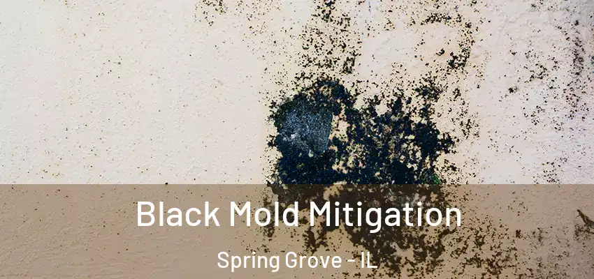  Black Mold Mitigation Spring Grove - IL