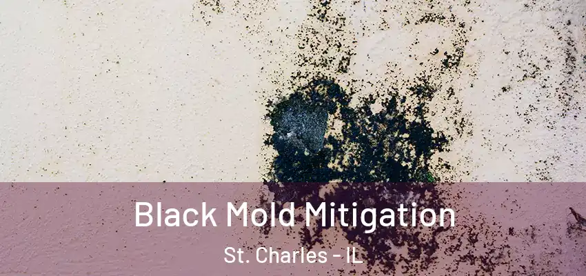  Black Mold Mitigation St. Charles - IL