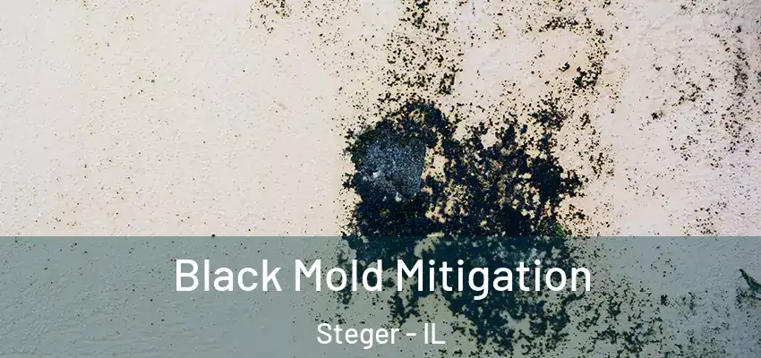  Black Mold Mitigation Steger - IL