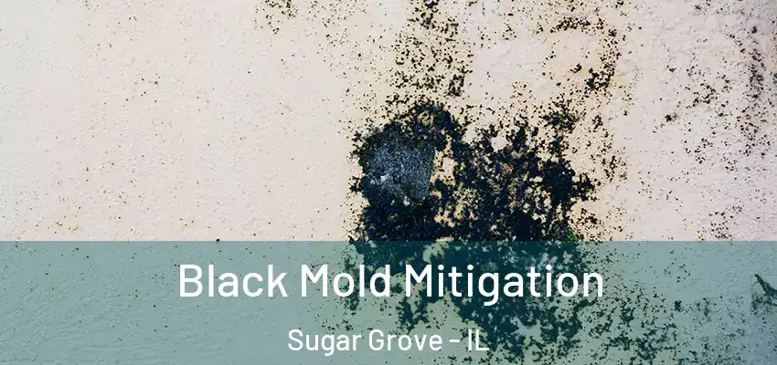 Black Mold Mitigation Sugar Grove - IL