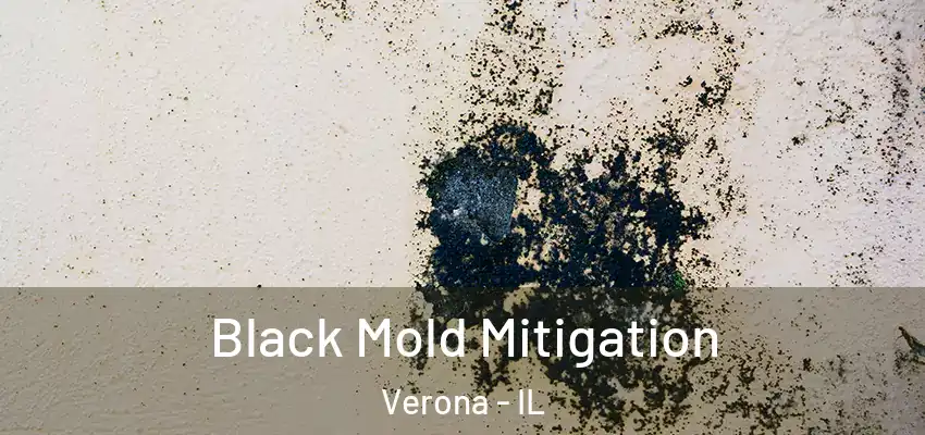 Black Mold Mitigation Verona - IL