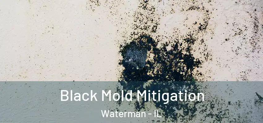  Black Mold Mitigation Waterman - IL