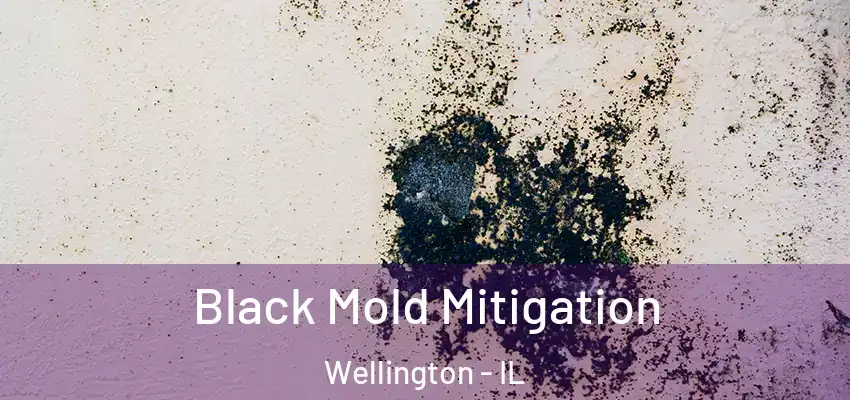 Black Mold Mitigation Wellington - IL
