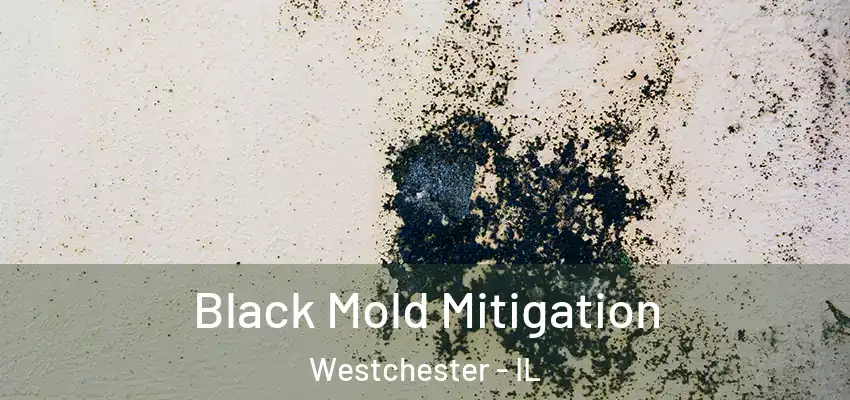 Black Mold Mitigation Westchester - IL